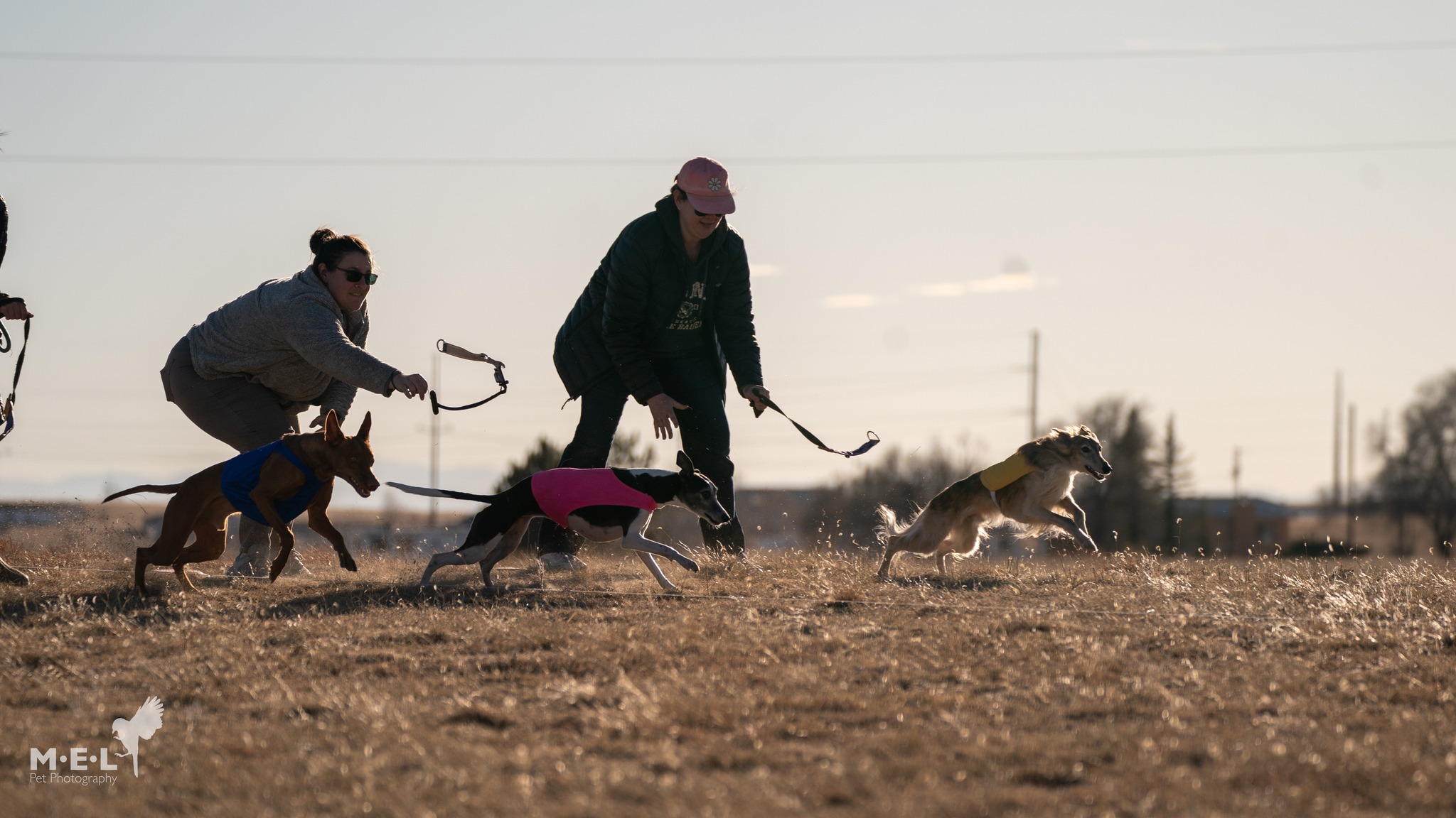 Handlers releasing sighthounds in colored blankets at the start of a lure course