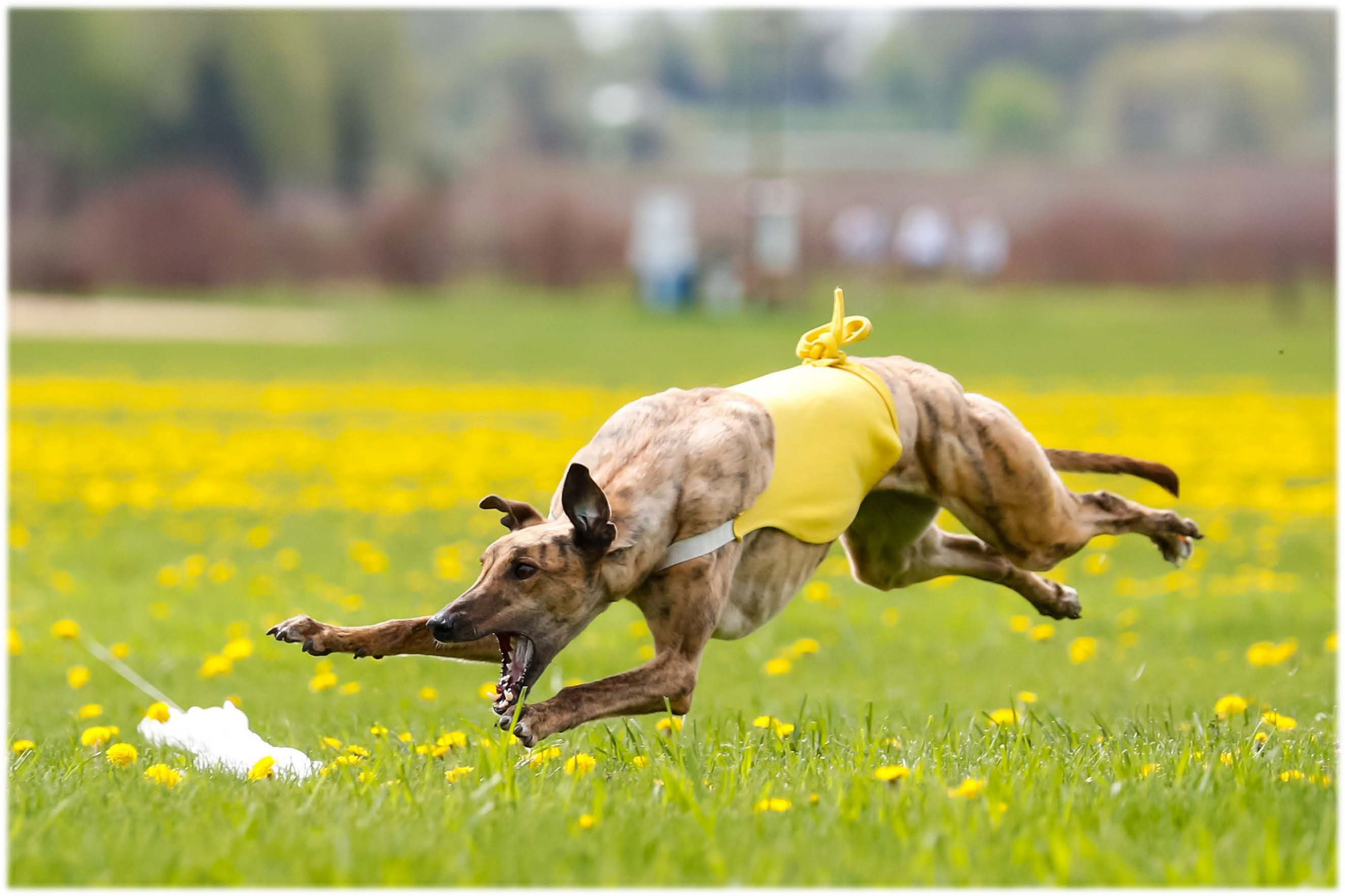 Sighthound in action preserving the spirit of the chase