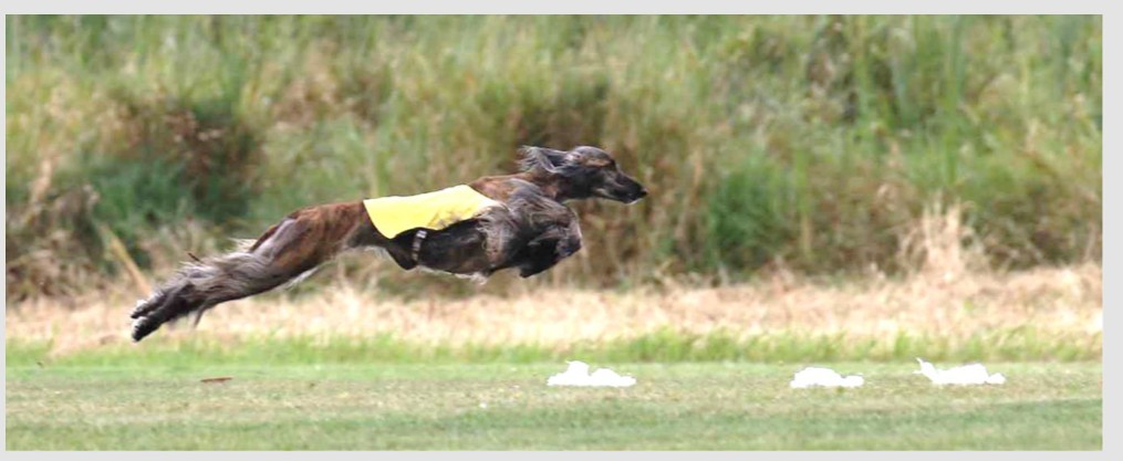 Afghan Hound running the lure course