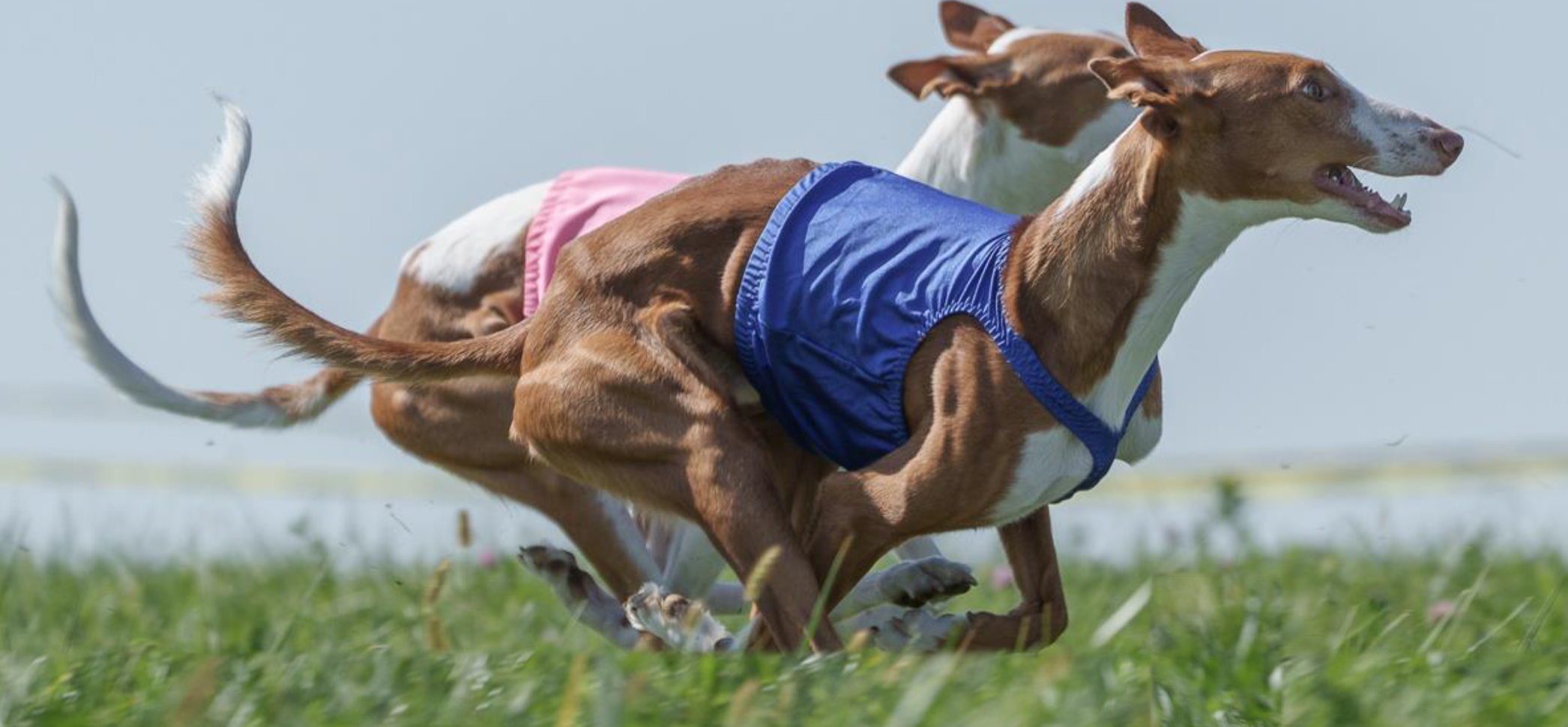 Two sighthounds racing at an ASFA lure coursing trial
