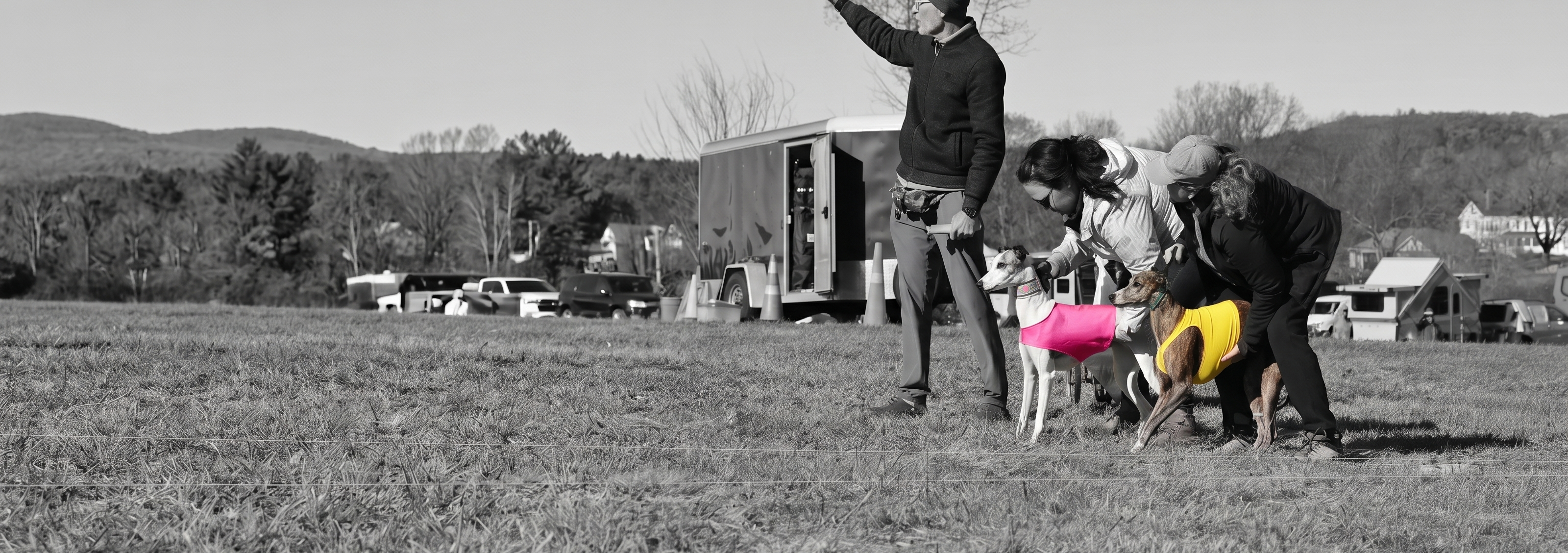ASFA lure coursing trial in action