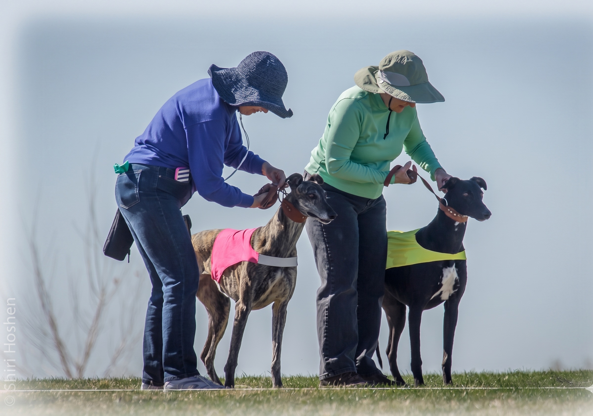 Greyhounds coursing the lure