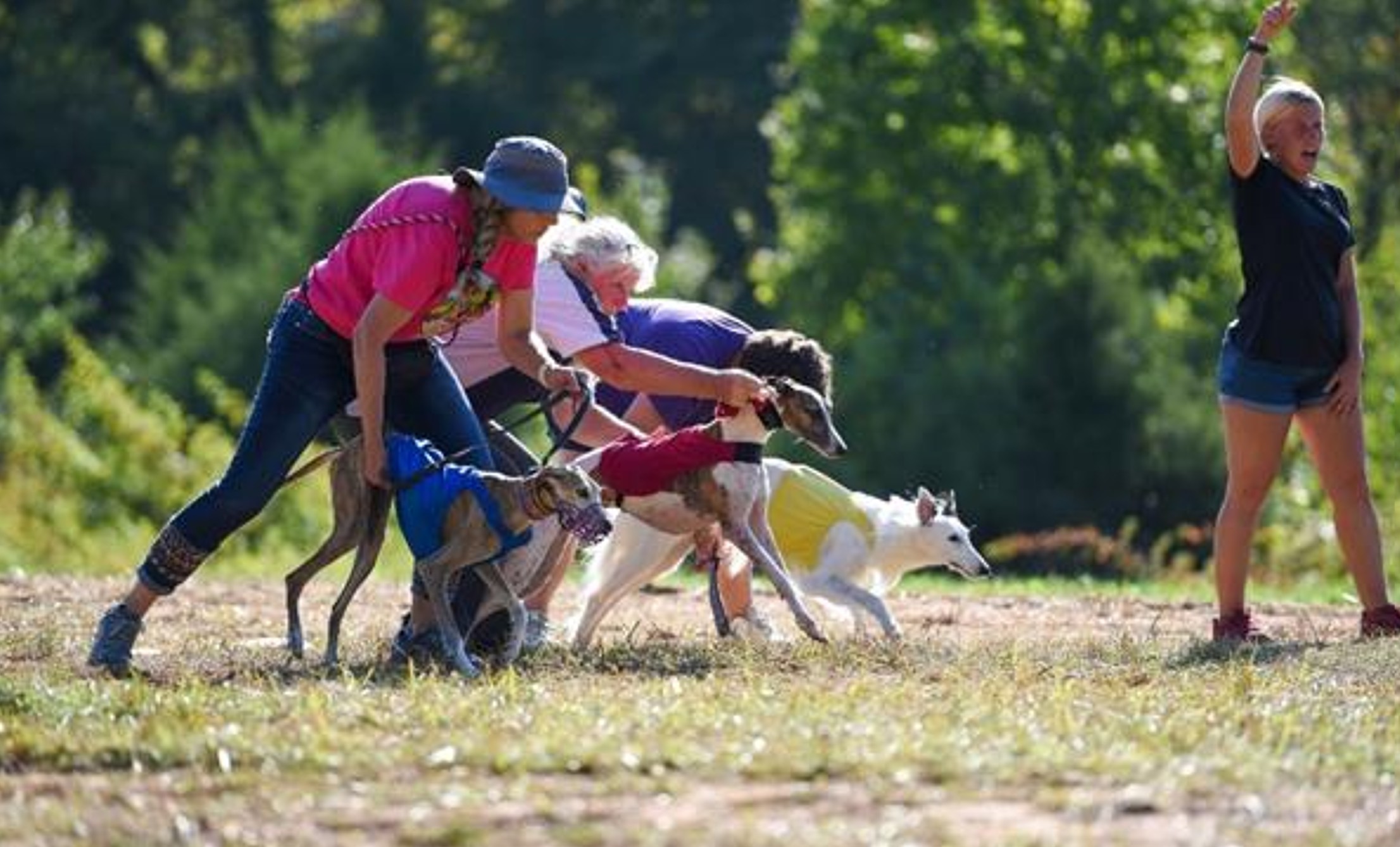 Handlers releasing sighthounds at the lure coursing line