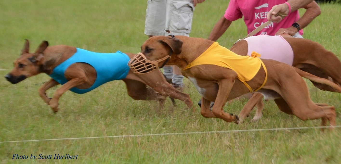 A Rhodesian Ridgeback slipped at the lure coursing line