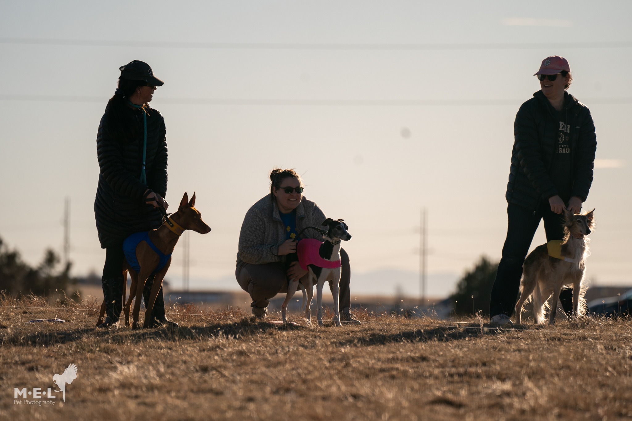 Handlers with sighthounds in yellow, pink, and blue blankets waiting at the start line with slip leads